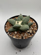 Ariocarpus Retusus