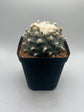 Button Cactus