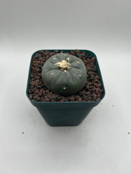 Button Cactus
