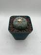 Button Cactus