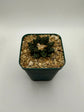 Ariocarpus hintonii