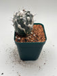Turbinicarpus lophophoroides × jauernigii