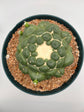 coryphantha elephantidens inermis w/ pups