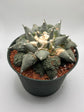 Ariocarpus Retusus Cauliflower