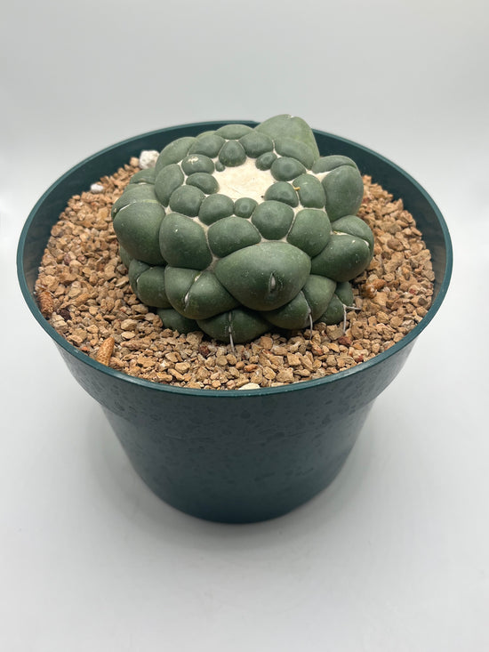 coryphantha elephantidens inermis