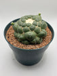 coryphantha elephantidens inermis w/ pups