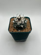 turbinicarpus jauernigii