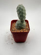 Tephrocactus Geometricus (Dragon Egg)