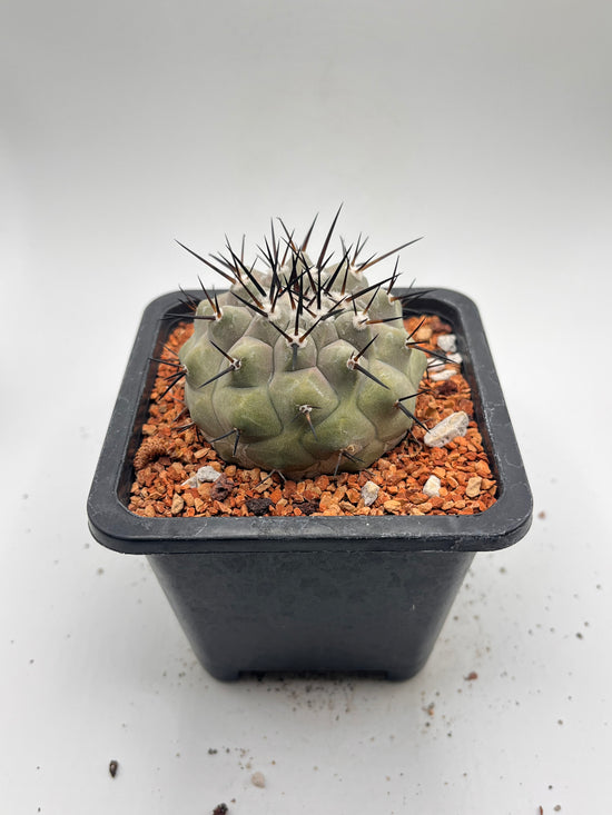 Copiapoa cinerea (Thick black spines)