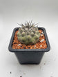 Copiapoa cinerea (Thick black spines)