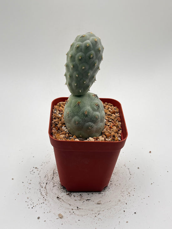 Tephrocactus Geometricus (Dragon Egg)