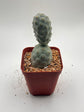 Tephrocactus Geometricus (Dragon Egg)