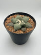 Ariocarpus Retusus