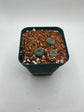 Button Cactus (4 pack)