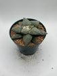 Ariocarpus Retusus