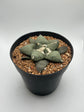Ariocarpus Retusus