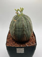 Euphorbia obesa (female)