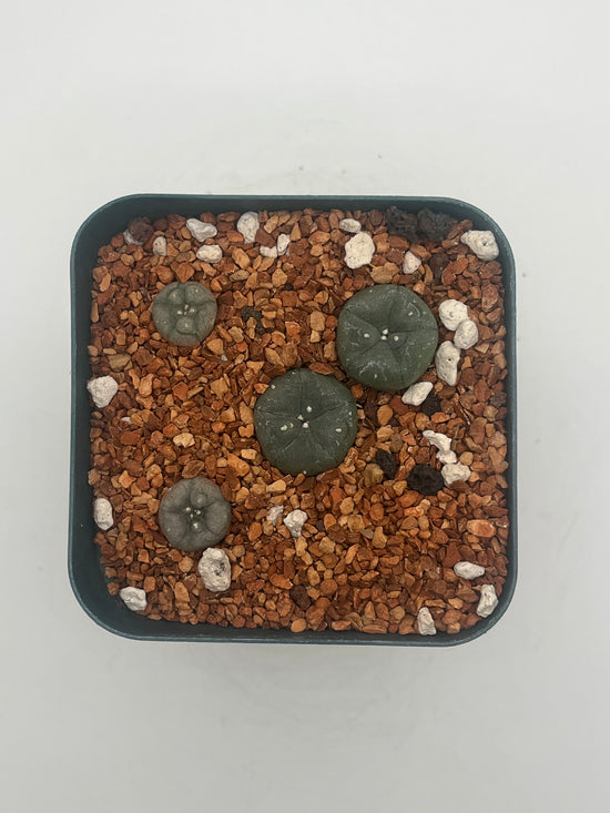Button Cactus (4 pack)
