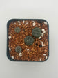 Button Cactus (4 pack)