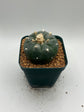 Button Cactus