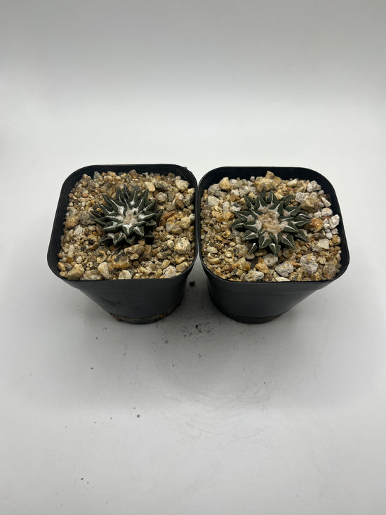 Ariocarpus kotschoubeyanus (2 pack )