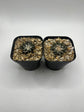Ariocarpus kotschoubeyanus (2 pack )