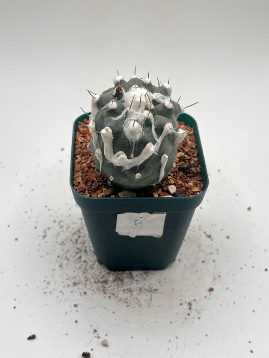 Turbinicarpus lophophoroides × jauernigii