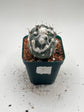 Turbinicarpus lophophoroides × jauernigii