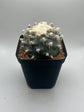 Button Cactus