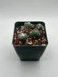 Alberto Button Cactus (4 pack) (Copy)