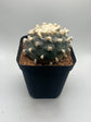 Button Cactus
