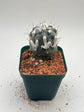 Turbinicarpus lophophoroides × jauernigii