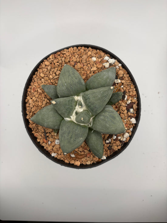 Ariocarpus Retusus