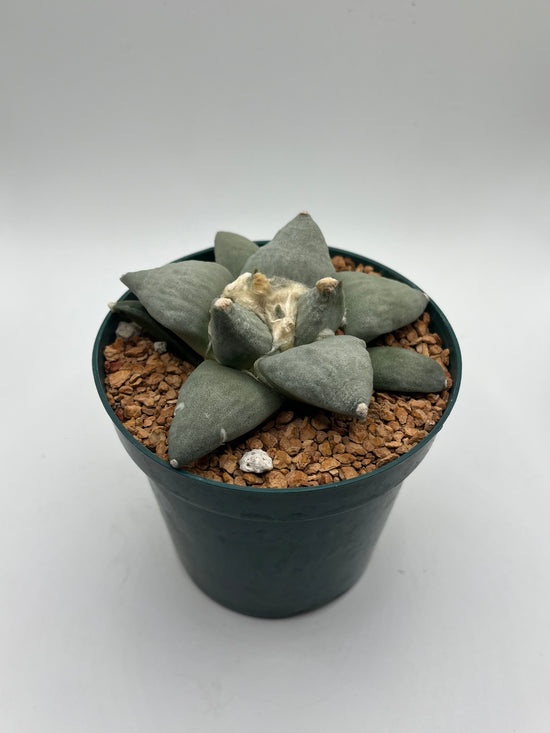 Ariocarpus Retusus