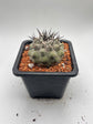 Copiapoa cinerea (Thick black spines)