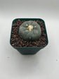 Button Cactus
