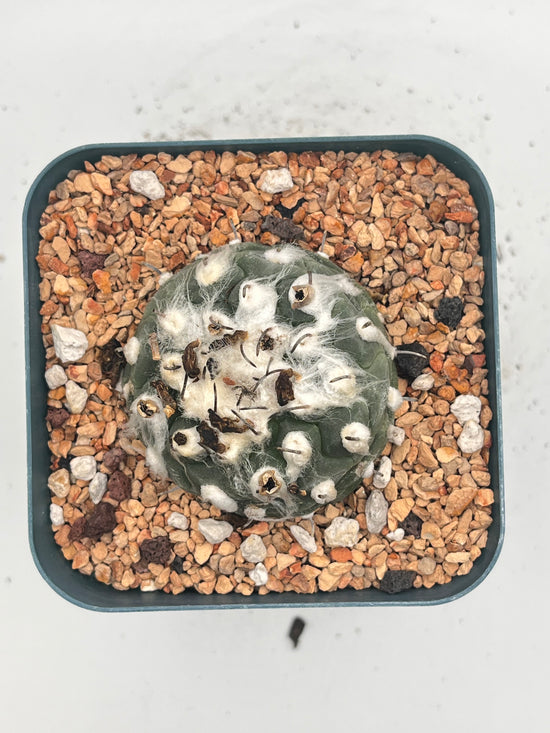 turbinicarpus jauernigii