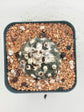 turbinicarpus jauernigii
