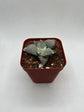 Ariocarpus Retusus brevituberosus