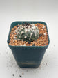 turbinicarpus jauernigii