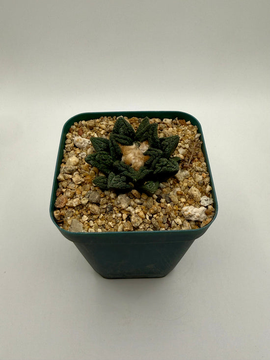 Ariocarpus hintonii