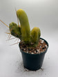 Little Wiener Cactus