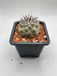 Copiapoa cinerea (Thick black spines)