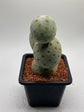 Tephrocactus Geometricus