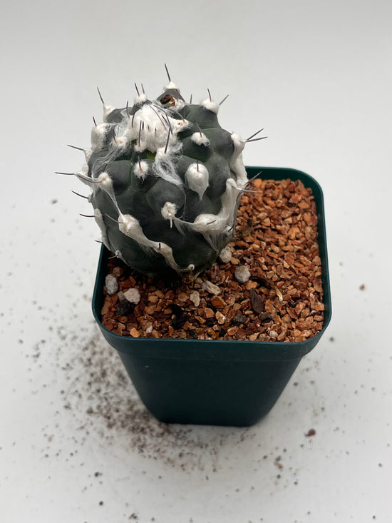 Turbinicarpus lophophoroides × jauernigii