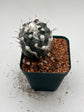 Turbinicarpus lophophoroides × jauernigii