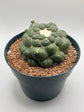 coryphantha elephantidens inermis w/ pups