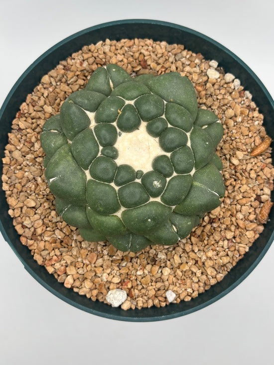coryphantha elephantidens inermis