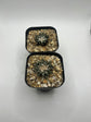 Ariocarpus kotschoubeyanus (2 pack )