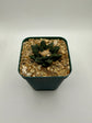 Ariocarpus hintonii